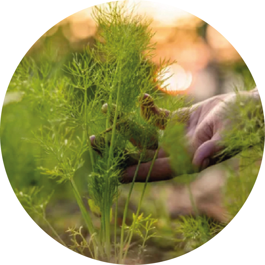 Manos sosteniendo tierra fértil con una planta de cultivo joven